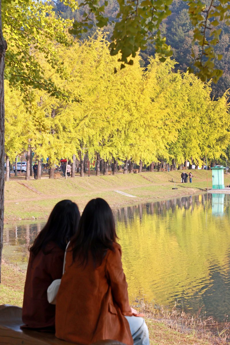 30일 충북 괴산군 문광면 양곡저수지 은행나무길이 노랗게 물들어 장관을 연출하고 있다.(괴산군 제공)//뉴스1