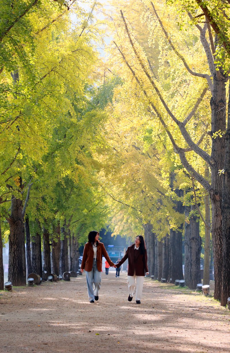 30일 충북 괴산군 문광면 양곡저수지 은행나무길이 노랗게 물들어 장관을 연출하고 있다.(괴산군 제공)/뉴스1