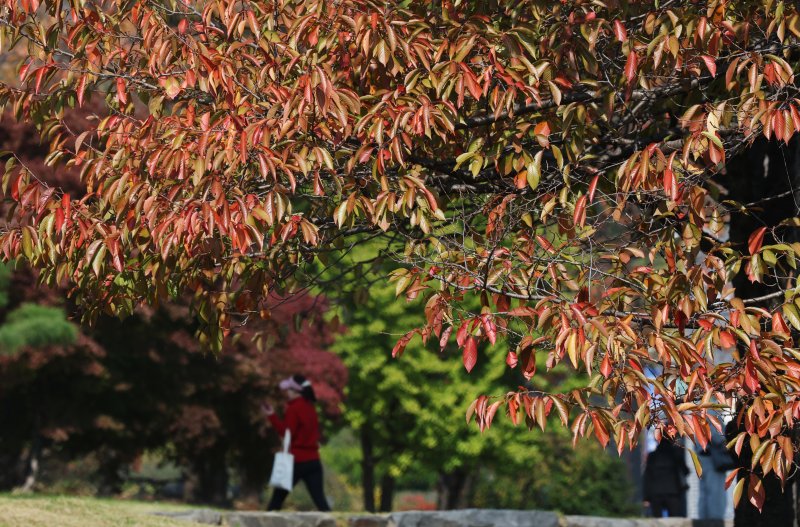 완연한 가을 날씨를 보인 지난 29일 경기 수원시 팔달구 수원화성 창룡문 인근에 단풍이 물들고 있다. 2025.10.29/뉴스1 ⓒ News1 김영운 기자