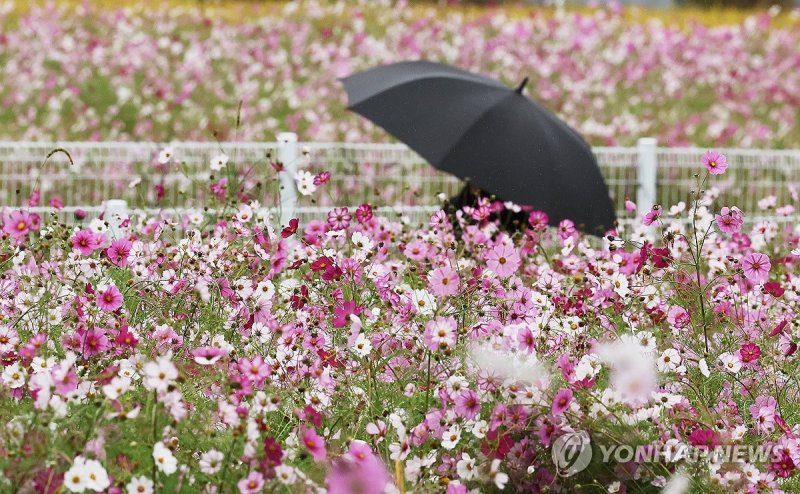 가을비와 코스모스 (출처=연합뉴스)
