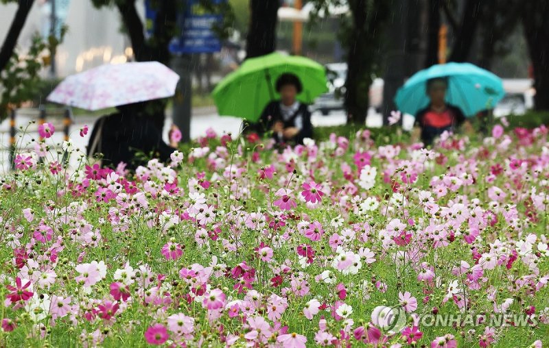 가을비와 코스모스 (출처=연합뉴스)