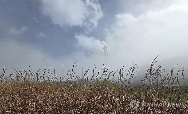 대관령의 가을 정취 (출처=연합뉴스)