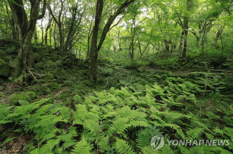 생명의 보고 제주 곶자왈 (출처=연합뉴스)