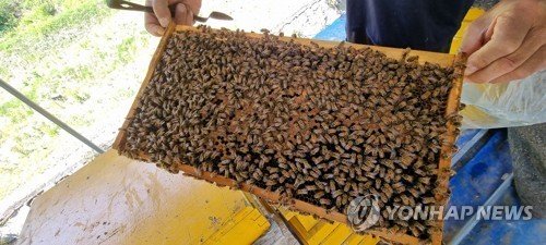 꿀벌 (출처=연합뉴스)