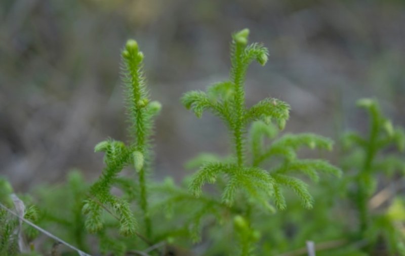 물석송 (출처=연합뉴스)