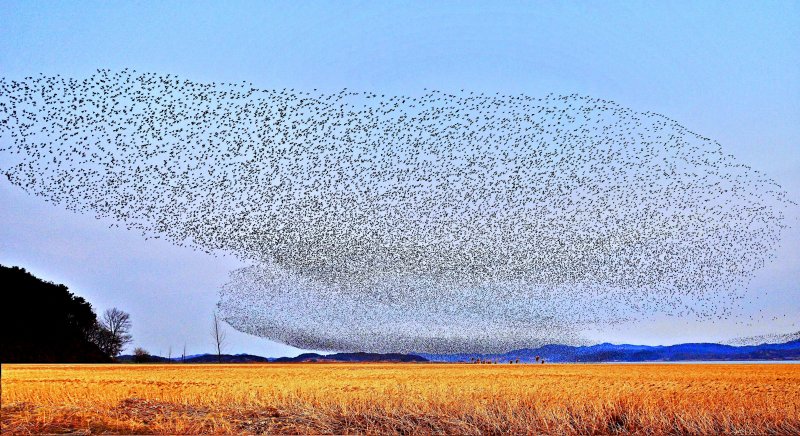 가창오리 군무. (서천지속협 제공. 재판매 및 DB금지) 2025.10.31/뉴스1