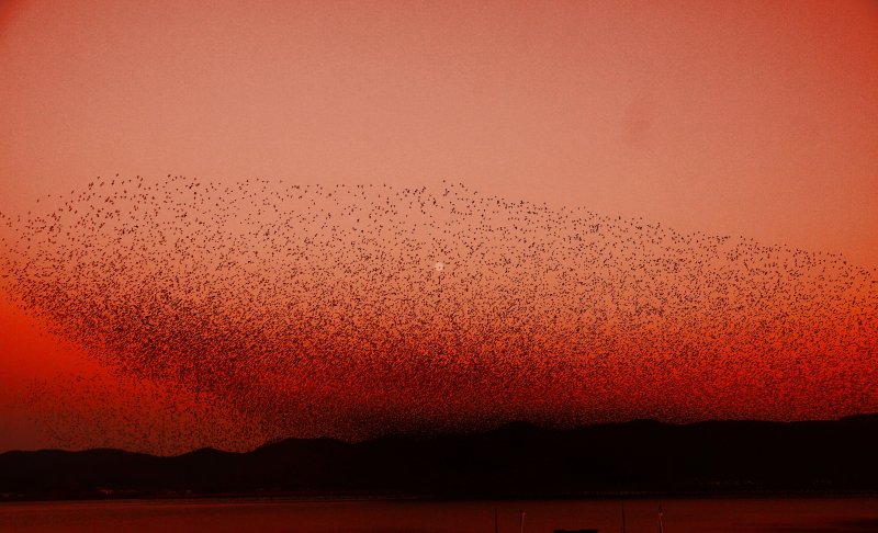 가창오리 군무. (서천지속협 제공. 재판매 및 DB금지) 2025.10.31/뉴스1