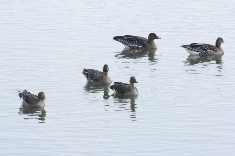 [의왕=뉴시스] 왕송호수에서 관찰된 큰기러기 무리.(사진=의왕시 제공). 2025.10.31.photo@newsis.com