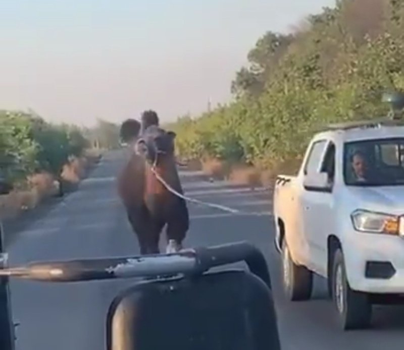 우크라이나군이 포획한 러시아군 낙타 (출처=연합뉴스)