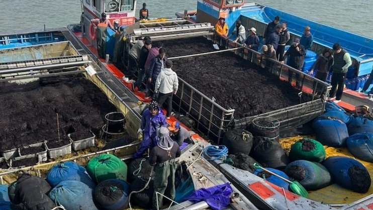 곱창 물김 위판 (출처=연합뉴스)