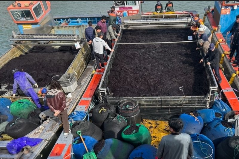 곱창 물김 위판 (출처=연합뉴스)