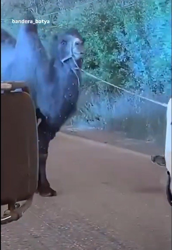 우크라이나군이 낙타를 포획한 모습. (엑스 'Ivan Khomenko')