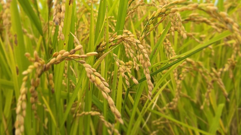 벼가 익어가는 모습. (사진은 기사 내용과 무관함) / 뉴스1 ⓒ News1 최창호 기자