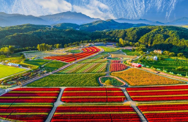철원군 가을철 고석정 꽃밭 (출처=연합뉴스)