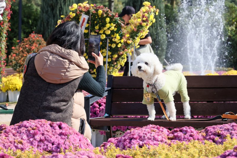 31일 전북 임실군 치즈테마파크에서 두 번째 펫투어가 열리고 있는 가운데 견주가 국화꽃을 배경으로 반려견을 촬영하고 있다.(임실군제공. 재판매 및 DB금지)2025.10.31/뉴스1 ⓒ News1 김동규 기자