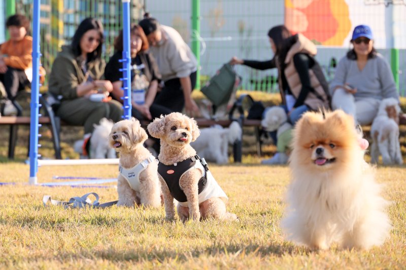 31일 전북 임실군 치즈테마파크에서 열린 두 번째 펫투어에서 반려견이 달리기를 하기 전 출발선에 서있다.(임실군제공. 재판매 및 DB금지)2025.10.31/뉴스1 ⓒ News1 김동규 기자