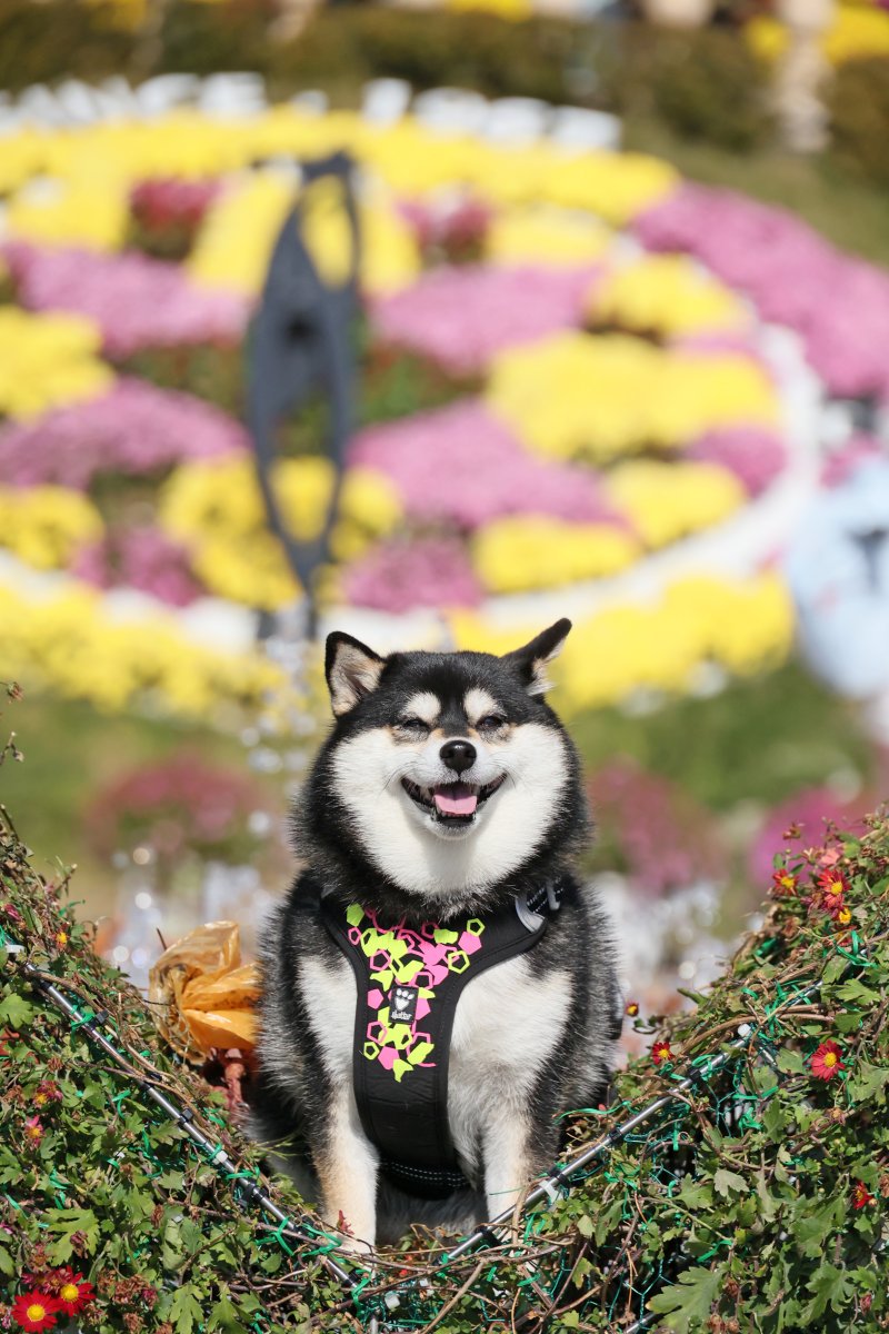 31일 전북 임실군 치즈테마파크에서 열린 두 번째 펫투어에서 반려견이 포즈를 취하고 있다. (임실군제공. 재판매 및 DB금지)2025.10.31/뉴스1 ⓒ News1 김동규 기자