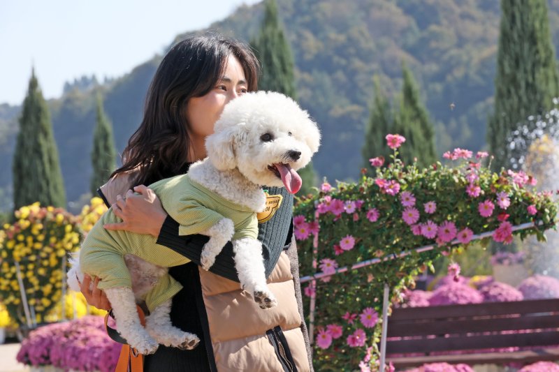 31일 전북 임실군 치즈테마파크에서 열린 두 번째 펫투어에서 견주가 반려견을 안고 행사장을 걷고 있다. (임실군제공. 재판매 및 DB금지)2025.10.31/뉴스1 ⓒ News1 김동규 기자