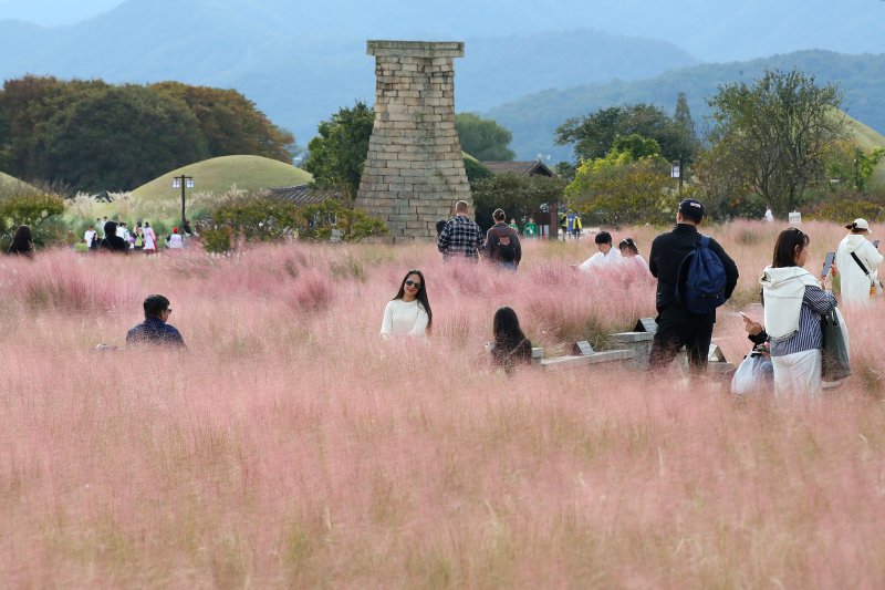초겨울 추위가 물러가고 평년기온을 회복한 30일 오후 내외국인 관광객이 경주 첨성대 주변에 곱게 물든 핑크뮬리와 첨성대를 배경으로 기념촬영을 하고 있다. 2025.10.30/뉴스1 ⓒ News1 공정식 기자