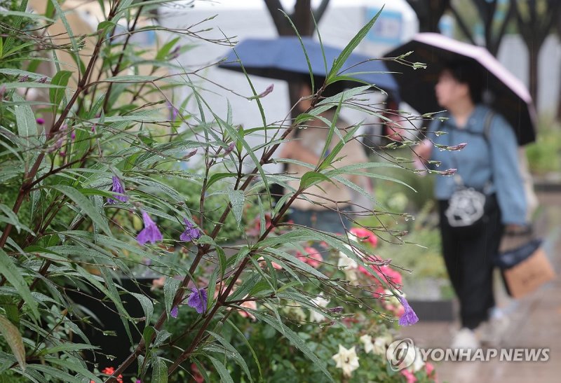 서울광장에 내리는 가을비 (출처=연합뉴스)