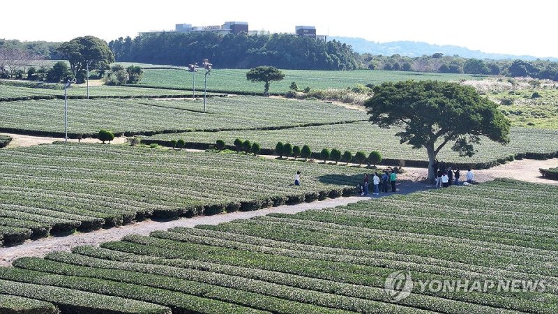 가을 녹차밭의 여유 (출처=연합뉴스)