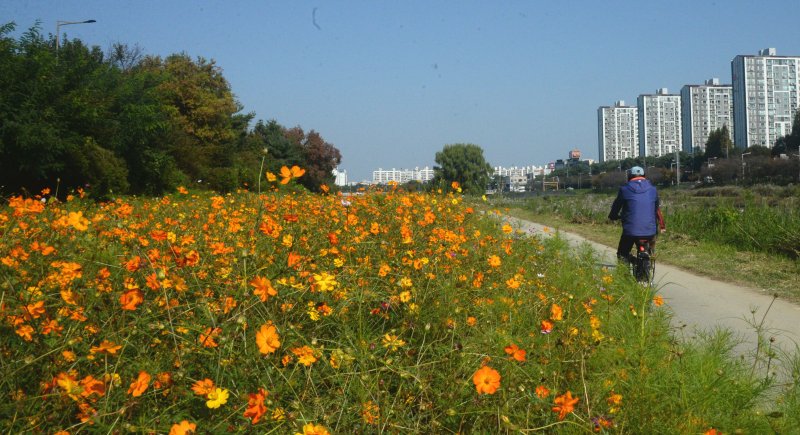 [전주=뉴시스] 김얼 기자 = 완연한 가을 날씨가 이어지고 있는 30일 전북 전주시 전주천변에 가을을 알리듯 코스모스가 피어나고 있다. 2025.10.30. pmkeul@newsis.com