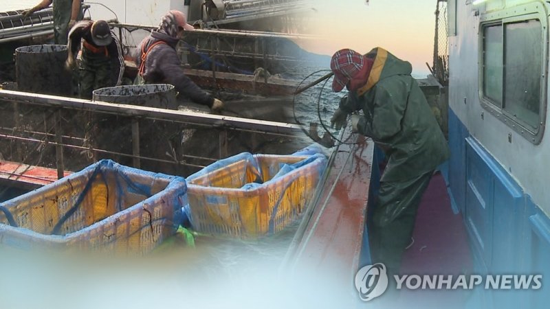"반 토막 났어요"…고수온에 어민들 '한숨' (CG) (출처=연합뉴스)