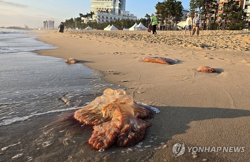 경포해수욕장의 독성 해파리 (출처=연합뉴스)