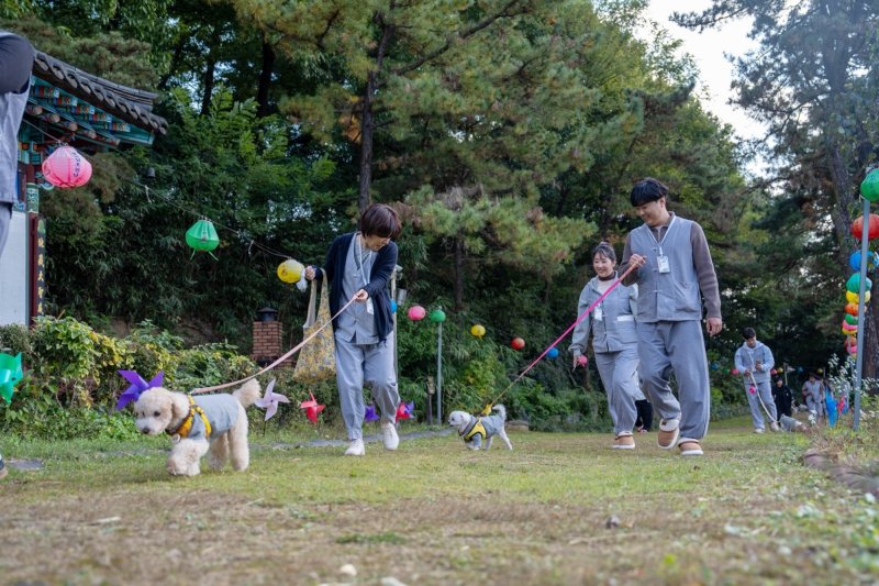 1일 충북 증평 미륵사에서 진행한 '댕플스테이' 참가자들이 반려견과 사찰을 돌아보고 있다.(증평군 제공, 재판매 및 DB금지)/뉴스1