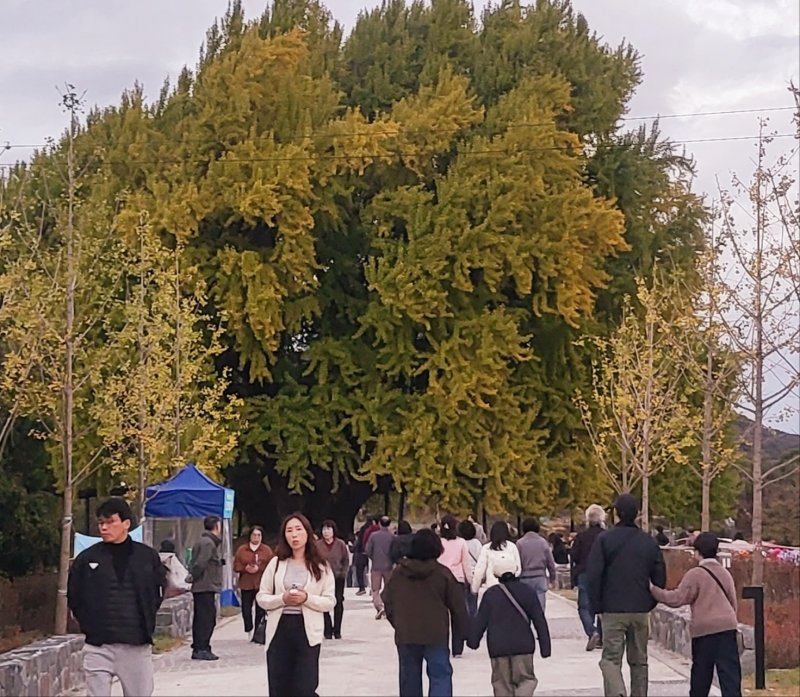 '2025 반계리 은행나무 축제'가 오는 2일 강원 원주시 문막읍 반계리 은행나무과장에서 열릴 예정인 가운데, 하루 전인 1일 오후에도 관광객들이 은행나무광장으로 몰려들었다. 2025.11.1/뉴스1 신관호 기자