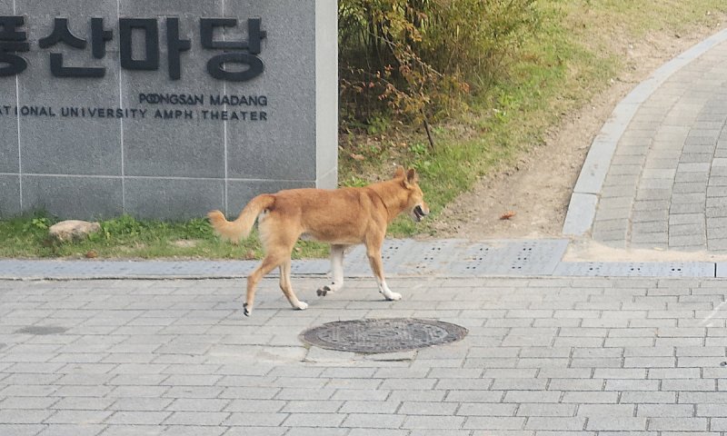 새벽 울음 소리에 길목 막기까지… 서울대 잇단 들개떼 출몰 '불안'