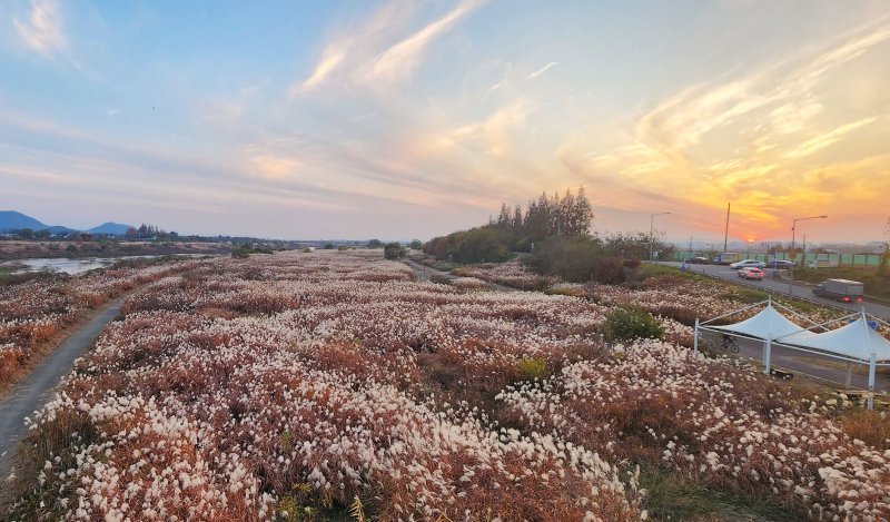 서창 억새밭.(광주시 제공. 재판매 및 DB 금지) 2025.10.31/뉴스1