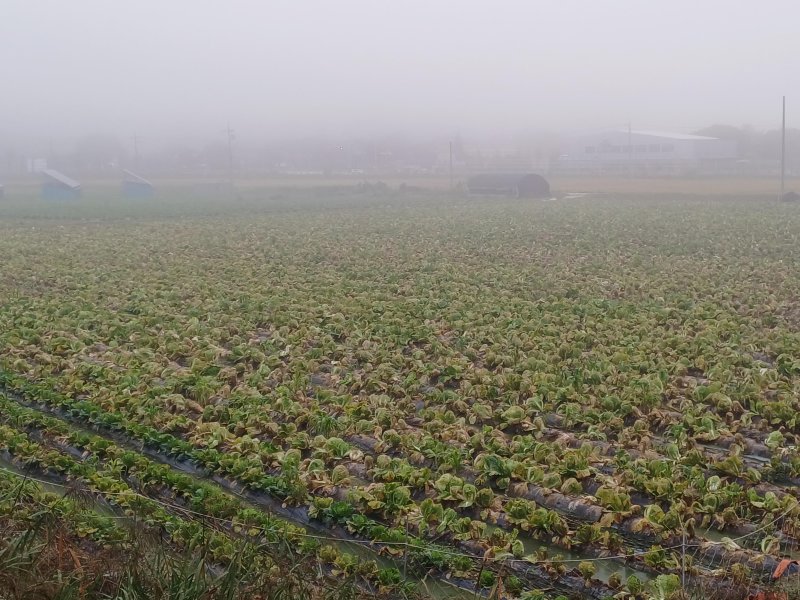 [괴산=뉴시스] 충북 괴산군의 배추 무름병 피해 현장 (사진= 괴산군 제공) 2025.10.27. photo@newsis.com *재판매 및 DB 금지