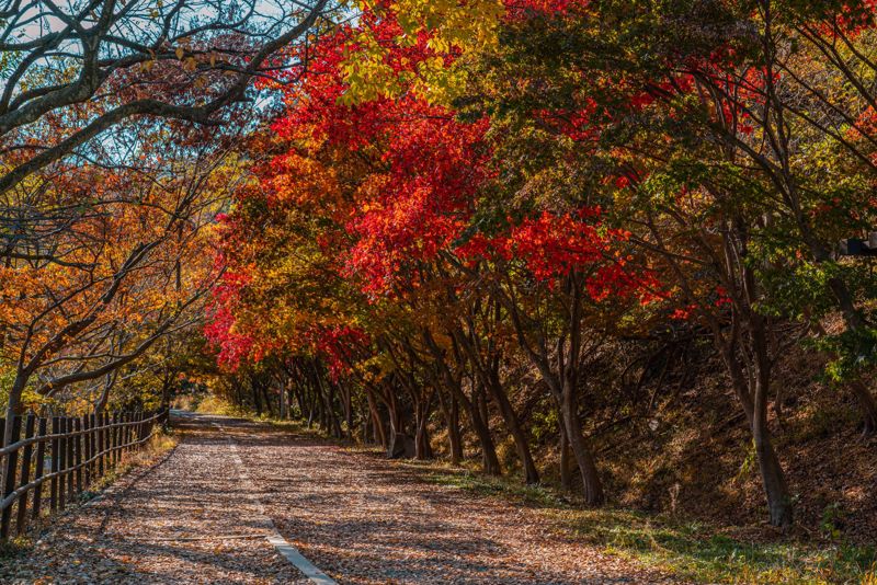 광주광역시가 '2025 광주 방문의 해'를 맞아 11월에 가봐야 할 늦가을 단풍 명소, 예술적 감성이 어우러진 도심 여행 코스, 문화 프로그램을 소개하고 나섰다. 사진은 무등산 단풍길. 광주광역시 제공