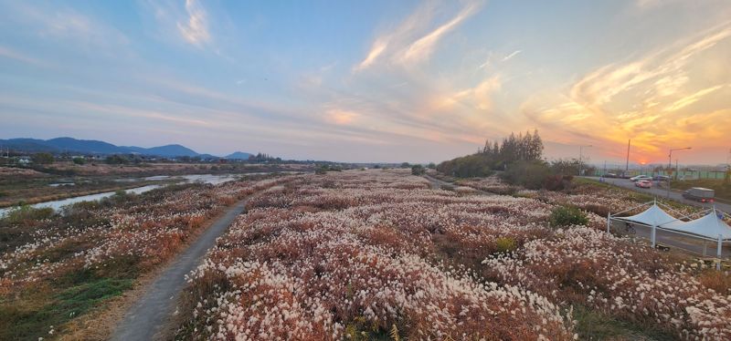 서창억새밭. ㈜디자인아이엠·광주광역시 제공