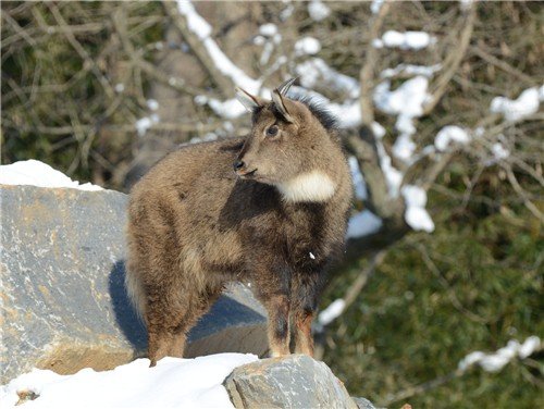 재작년 '떼죽음' 견뎌낸 산양, 11월 멸종위기종 선정 (출처=연합뉴스)