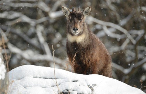 재작년 '떼죽음' 견뎌낸 산양, 11월 멸종위기종 선정 (출처=연합뉴스)