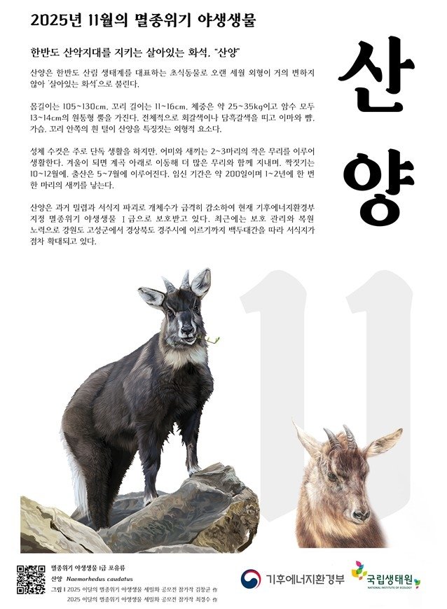 재작년 '떼죽음' 견뎌낸 산양, 11월 멸종위기종 선정 (출처=연합뉴스)