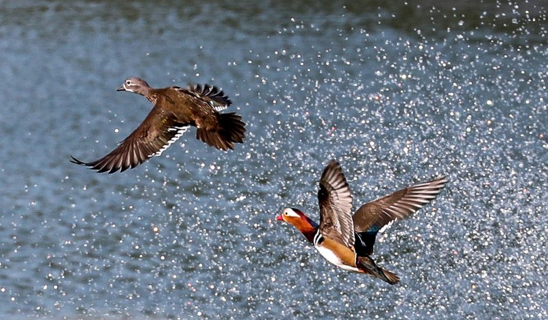 [제주=뉴시스] 우장호 기자 = 완연한 가을 날씨가 이어진 2일 오전 제주시 한 저류지에 겨울 철새인 천연기념물 제327호 원앙이 찾아와 휴식을 취하고 있다. 2025.11.02. woo1223@newsis.com