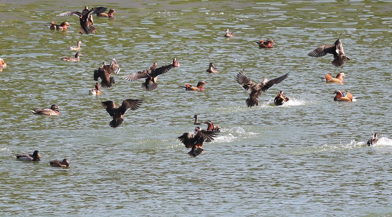 [제주=뉴시스] 우장호 기자 = 완연한 가을 날씨가 이어진 2일 오전 제주시 한 저류지에 겨울 철새인 천연기념물 제327호 원앙이 찾아와 휴식을 취하고 있다. 2025.11.02. woo1223@newsis.com