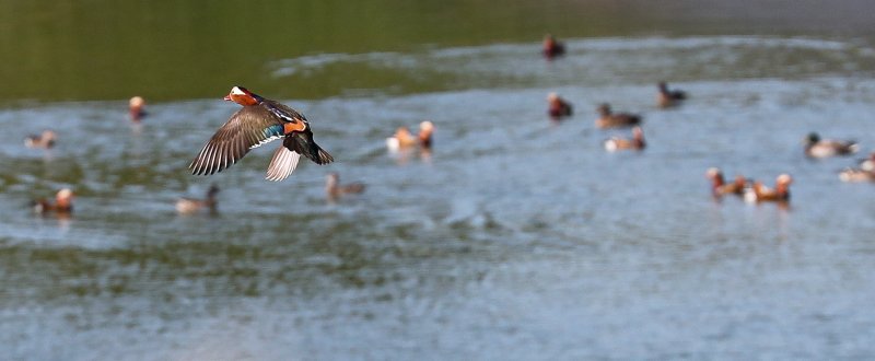 [제주=뉴시스] 우장호 기자 = 완연한 가을 날씨가 이어진 2일 오전 제주시 한 저류지에 겨울 철새인 천연기념물 제327호 원앙이 찾아와 휴식을 취하고 있다. 2025.11.02. woo1223@newsis.com
