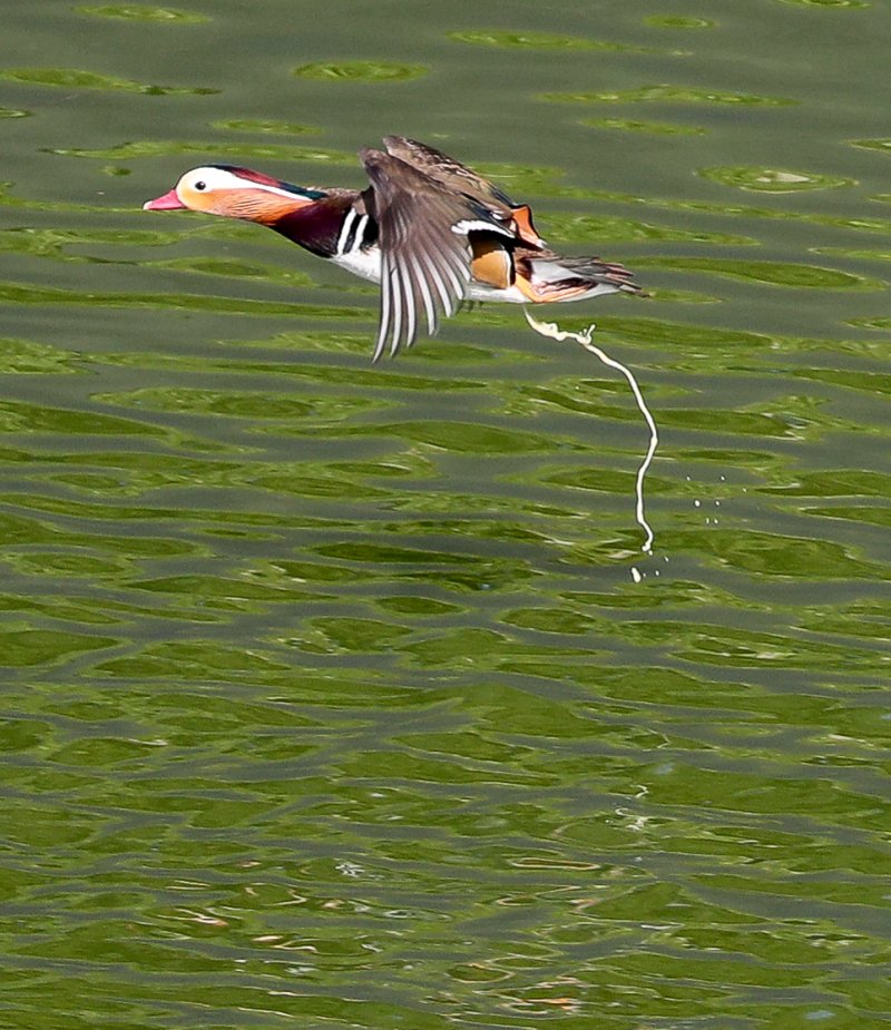 [제주=뉴시스] 우장호 기자 = 완연한 가을 날씨가 이어진 2일 오전 제주시 한 저류지에 겨울 철새인 천연기념물 제327호 원앙이 활공 중 배변활동을 하고 있다. 2025.11.02. woo1223@newsis.com