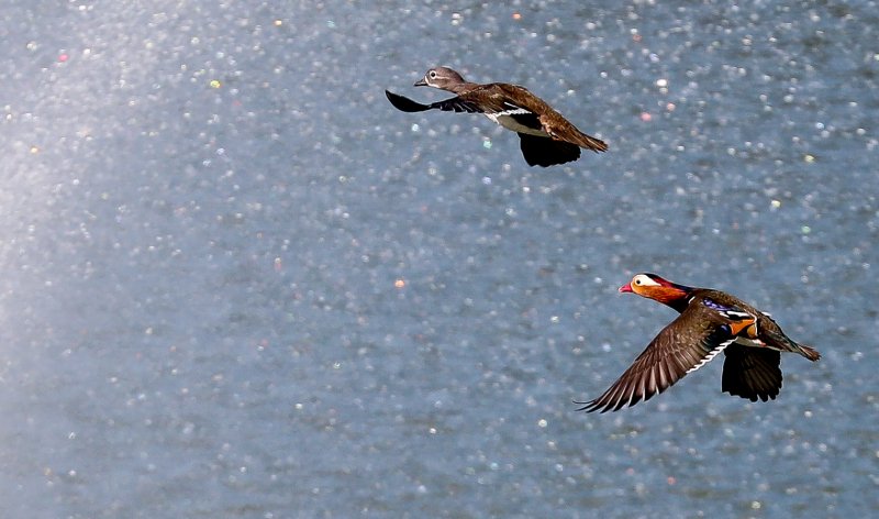 [제주=뉴시스] 우장호 기자 = 완연한 가을 날씨가 이어진 2일 오전 제주시 한 저류지에 겨울 철새인 천연기념물 제327호 원앙이 찾아와 휴식을 취하고 있다. 2025.11.02. woo1223@newsis.com