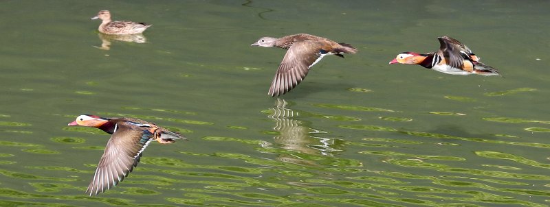 [제주=뉴시스] 우장호 기자 = 완연한 가을 날씨가 이어진 2일 오전 제주시 한 저류지에 겨울 철새인 천연기념물 제327호 원앙이 찾아와 휴식을 취하고 있다. 2025.11.02. woo1223@newsis.com