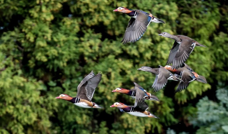 [제주=뉴시스] 우장호 기자 = 완연한 가을 날씨가 이어진 2일 오전 제주시 한 저류지에 겨울 철새인 천연기념물 제327호 원앙이 찾아와 휴식을 취하고 있다. 2025.11.02. woo1223@newsis.com