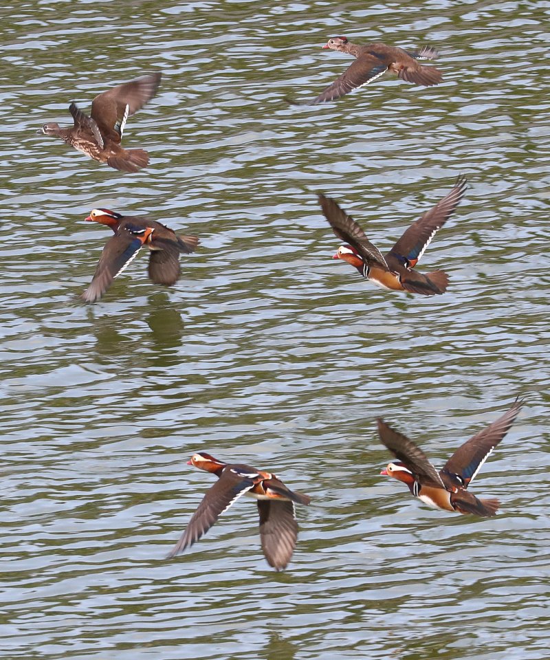 [제주=뉴시스] 우장호 기자 = 완연한 가을 날씨가 이어진 2일 오전 제주시 한 저류지에 겨울 철새인 천연기념물 제327호 원앙이 찾아와 휴식을 취하고 있다. 2025.11.02. woo1223@newsis.com