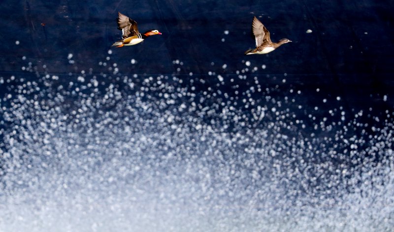 [제주=뉴시스] 우장호 기자 = 완연한 가을 날씨가 이어진 2일 오전 제주시 한 저류지에 겨울 철새인 천연기념물 제327호 원앙이 찾아와 휴식을 취하고 있다. 2025.11.02. woo1223@newsis.com