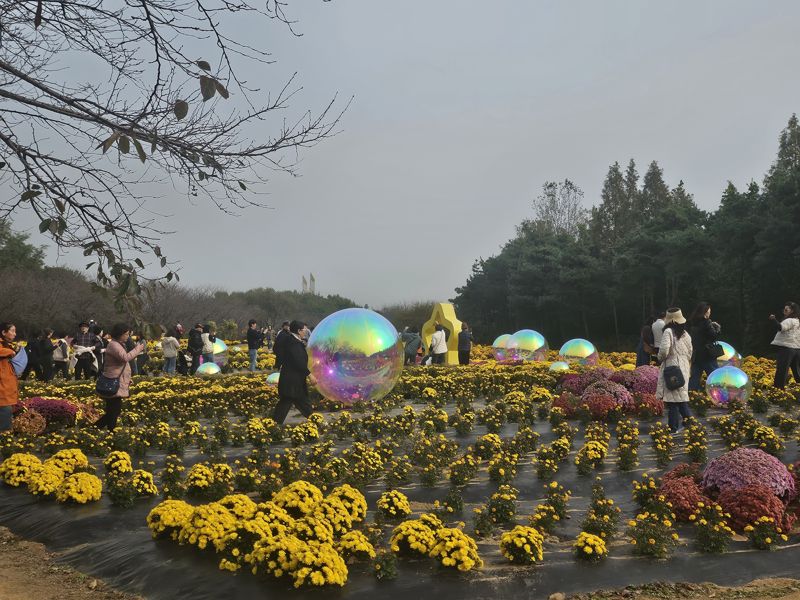 지난달 30일 시민들이 인천광역시 서구 ‘수도권매립지 드림파크 야생화단지’에서 국화꽃 축제를 즐기고 있다. 사진=이유범 기자