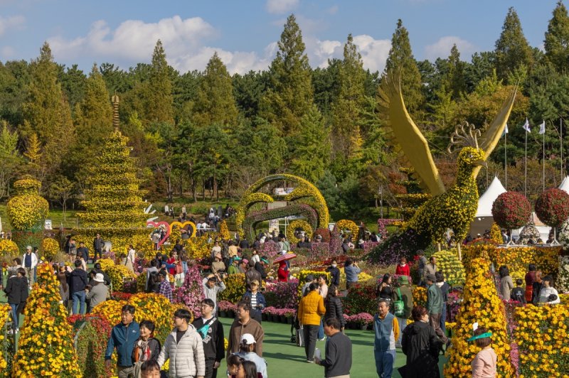 익산 천만송이 국화축제 (출처=연합뉴스)