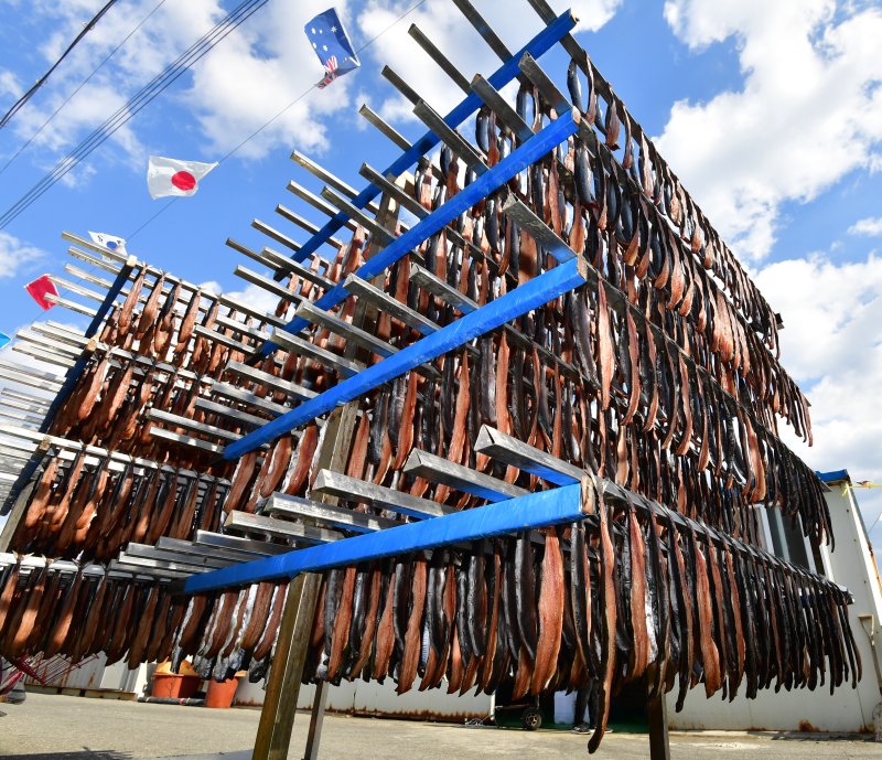 2일 경북 포항시 남구 구룡포 해안도로에서 상인들이 지역 특산물인 꽁치 과메기를 해풍에 말리고 있다. ⓒ News1 최창호 기자